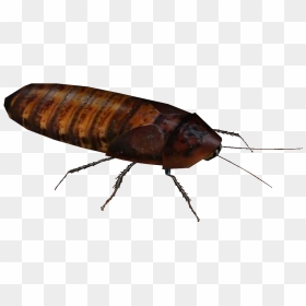 Wiki , Png Download - Madagascar Hissing Cockroach, Transparent Png - roach png