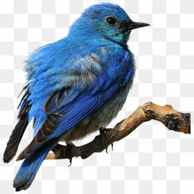 Eastern Bluebird Clip Art, HD Png Download - blue bird png
