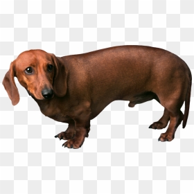 Dog Png, Download Png Image With Transparent Background, - Brown Dog Transparent Background, Png Download - target dog png