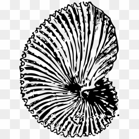 Fossil Clipart Transparent Background, HD Png Download - seashell clipart png