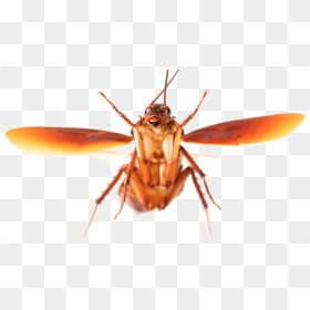 Roach Transparent Background Png - Flying Cockroach, Png Download - roach png