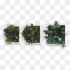 Pflanzenbild, HD Png Download - green wall png