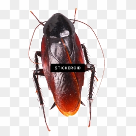 Cockroach Moving Animation , Png Download - Periplaneta Fuliginosa, Transparent Png - roach png