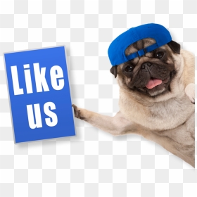 Comical Photo Of A Pug In A Backwards Blue Hat Holding - Cbd Dog, HD Png Download - target dog png