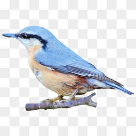 Portable Network Graphics Clip Art Image Bird Gif - Red Breasted Nuthatch Png, Transparent Png - blue bird png