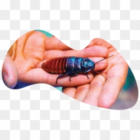 Madagascar Hissing Cockroach, HD Png Download - roach png
