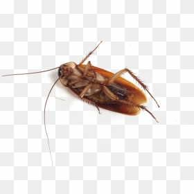 Roach Png Background Image - Dead Cockroach With Blood, Transparent Png - roach png
