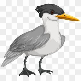 Transparent Cute Seagull Clipart - Arctic Tern Clip Art, HD Png Download - cute pngs