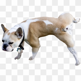 Bulldog Peeing Transparent, HD Png Download - target dog png