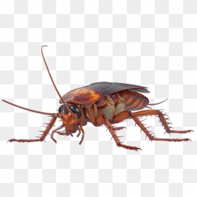 A Standard Cockroach - 3d Cockroach, HD Png Download - roach png