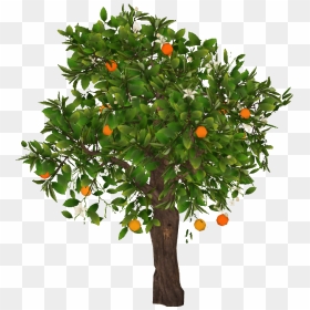 Thumb Image - Transparent Orange Tree Png, Png Download - orange tree png