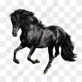 Black Galloping Horses, Black Horse, Galloping Horse - Black Horse White Background, HD Png Download - black horse png
