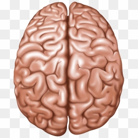 Brain Png - Lobes Of The Brain Top View, Transparent Png - human brain png