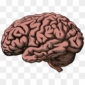 Human Mind, HD Png Download - human brain png