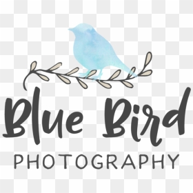 Blue Bird Png, Transparent Png - blue bird png