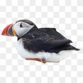 #puffin #bird #cute #pngs #png #lovely Pngs #usewithcredit - Cute Puffin Transparent, Png Download - cute pngs