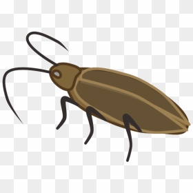 Ground Beetle, HD Png Download - roach png