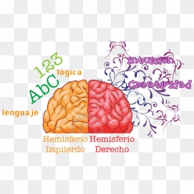 Posicionamiento Web Asturias - Human Brain, HD Png Download - human brain png