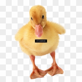 Ducks Calendar - Duckling Png, Transparent Png - daisy duck png