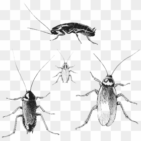 Cockroaches - Pest Cockroaches, HD Png Download - roach png