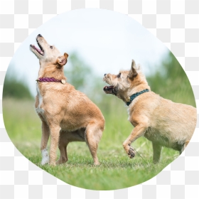 Companion Dog, HD Png Download - target dog png