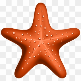 Starfish Clipart Hd, HD Png Download - starfish clipart png