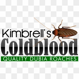 Cockroach, HD Png Download - roach png