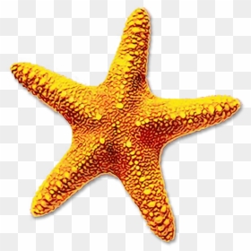 Portable Network Graphics Clip Art Starfish Image - Sea Star Transparent Background, HD Png Download - starfish clipart png