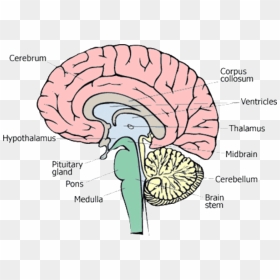 1 Different Parts Of Human Brain [13] - Diagram Parts Of The Human Brain, HD Png Download - human brain png