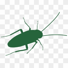 Cockroach Header - Beetle, HD Png Download - roach png
