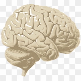 Human Brain Png - Cerebrum Png, Transparent Png - human brain png
