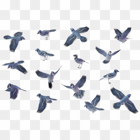 Flying Blue Jay Png - Blue Jay Bird Flying, Transparent Png - blue bird png