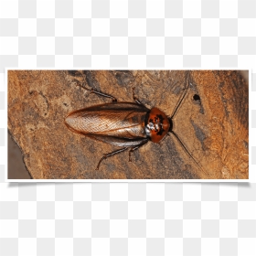 Schaben Fliegen, HD Png Download - roach png