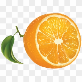 Orange Tree - Orange Png, Transparent Png - orange tree png