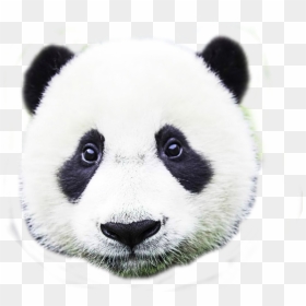 2336205713, Panda - Giant Panda, HD Png Download - panda head png