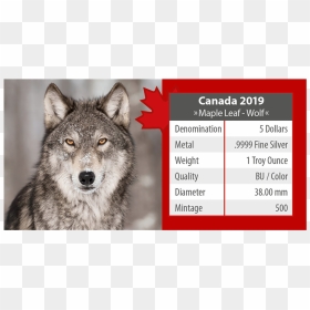 Ibca201960 5 - Wolf And Her Mother, HD Png Download - wolf eyes png