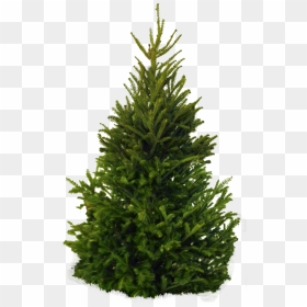 Pine Tree On White Background, HD Png Download - christmas tree star png