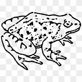 Zoom Frog Rubber Stamp - Phyllobates, HD Png Download - rainbow frog png