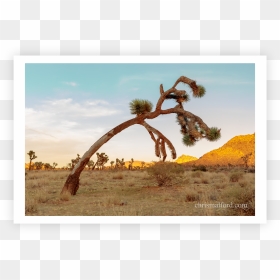 Picture Frame, HD Png Download - desert tree png
