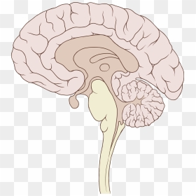 Sagittal Brain Png, Transparent Png - human brain png