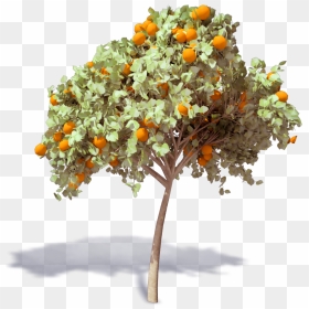Arbol De Naranja Png, Transparent Png - orange tree png