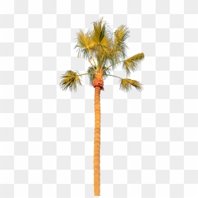 Palm Tree Solo - Borassus Flabellifer, HD Png Download - desert tree png