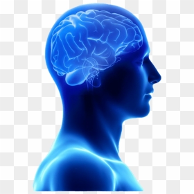 Blue Brain Transparent Image - Physical And Mental Power, HD Png Download - human brain png