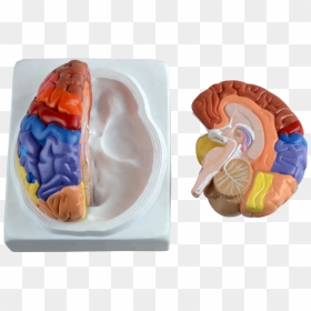 Cerebro Plastico, HD Png Download - human brain png