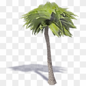 Desert Palm , Png Download - Borassus Flabellifer, Transparent Png - desert tree png
