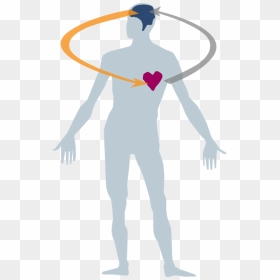 Transparent Body Heart Clipart - Human Body And Health Png, Png Download - human brain png