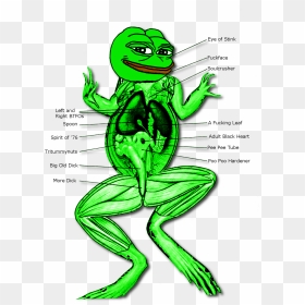 Dissection Of Digestive System Of Frog , Png Download - System Of A Frog, Transparent Png - rainbow frog png