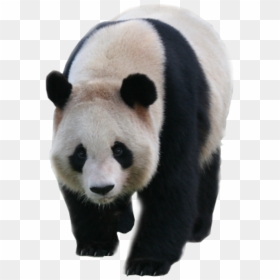 Panda Transparent Background, HD Png Download - panda head png