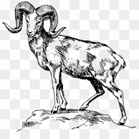 Ram Clip Art Black And White, HD Png Download - goat horns png