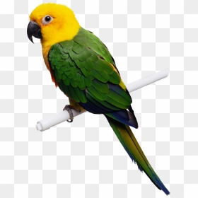 Four Isolated Stock Photo, HD Png Download - pirate parrot png